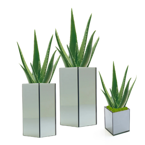 PT250 - FRESH or FAUX ALOE VERA + SMOKE MIRROR SERIES