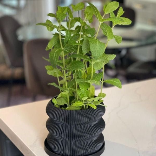 3D Printed Eco Medium Pot - 5.5" Tall