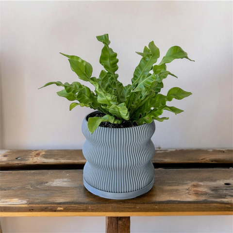 PT150 - FRESH AIR PURIFIER PLANTS + 3D PRINTED POTS
