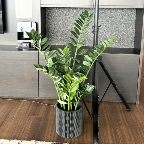 PT351 - FAUX 4FT ZEE ZEE PLANT
