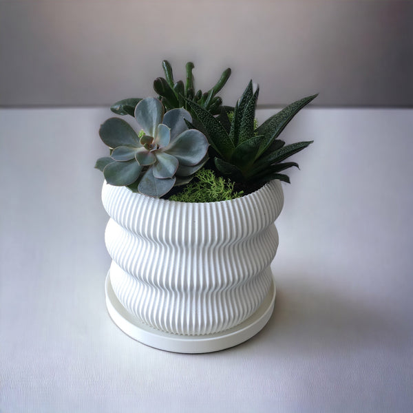 FRESH SUCCULENTS IN 3D PRINTED POTS - 5" POT