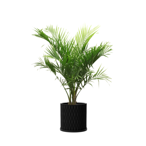 PT401 - FRESH PALM TREE 4FT + 6FT