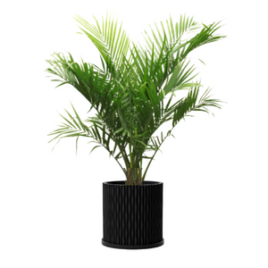 PT401 - FRESH PALM TREE 4FT + 6FT