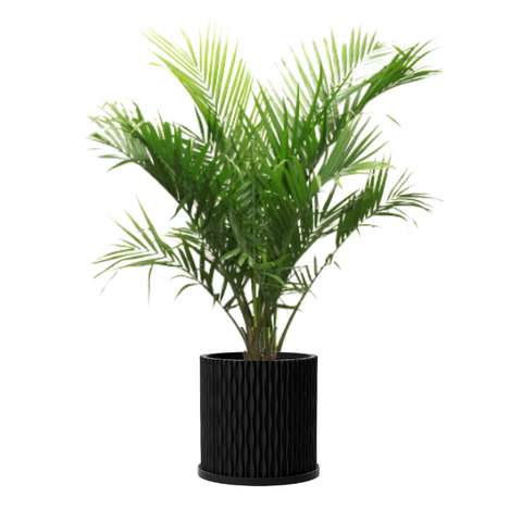 PT401 - FRESH PALM TREE 4FT + 6FT