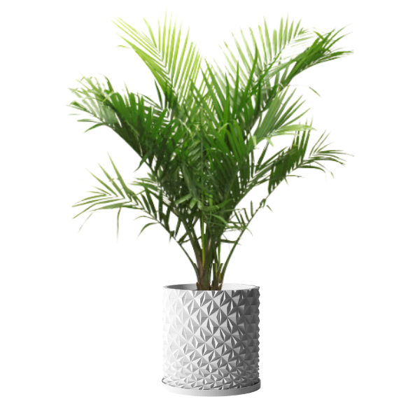 PT401 - FRESH PALM TREE 4FT + 6FT