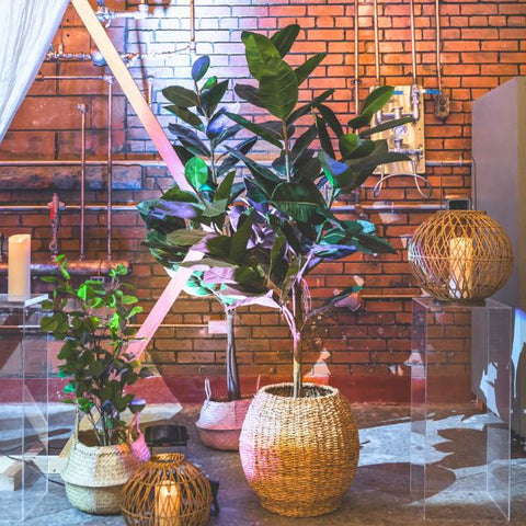 PT451 - FAUX 6FT RUBBER LEAF TREE