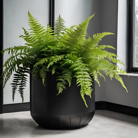 PT551 - FRESH or FAUX FERN PLANT