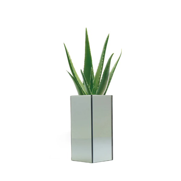PT250 - FRESH or FAUX ALOE VERA + SMOKE MIRROR SERIES