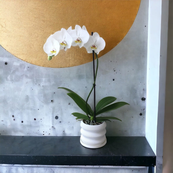 3D110 - 3D PRINTED 5.5" WAVE POT