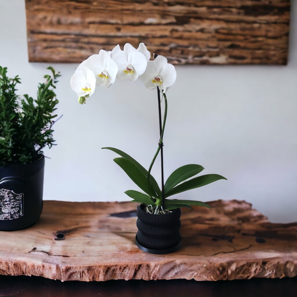 3D110 - 3D PRINTED 5.5" WAVE POT