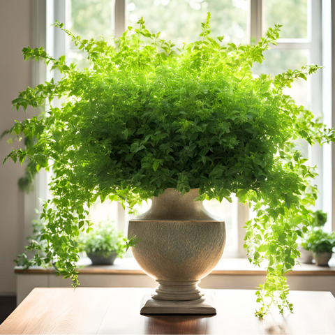 UP120 - UPCYCLED PLANTS